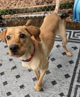 Hal, a Adoptable mixed breed in Coventry, CT image 1/3