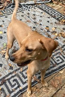 Hal, a Adoptable mixed breed in Coventry, CT image 2/3