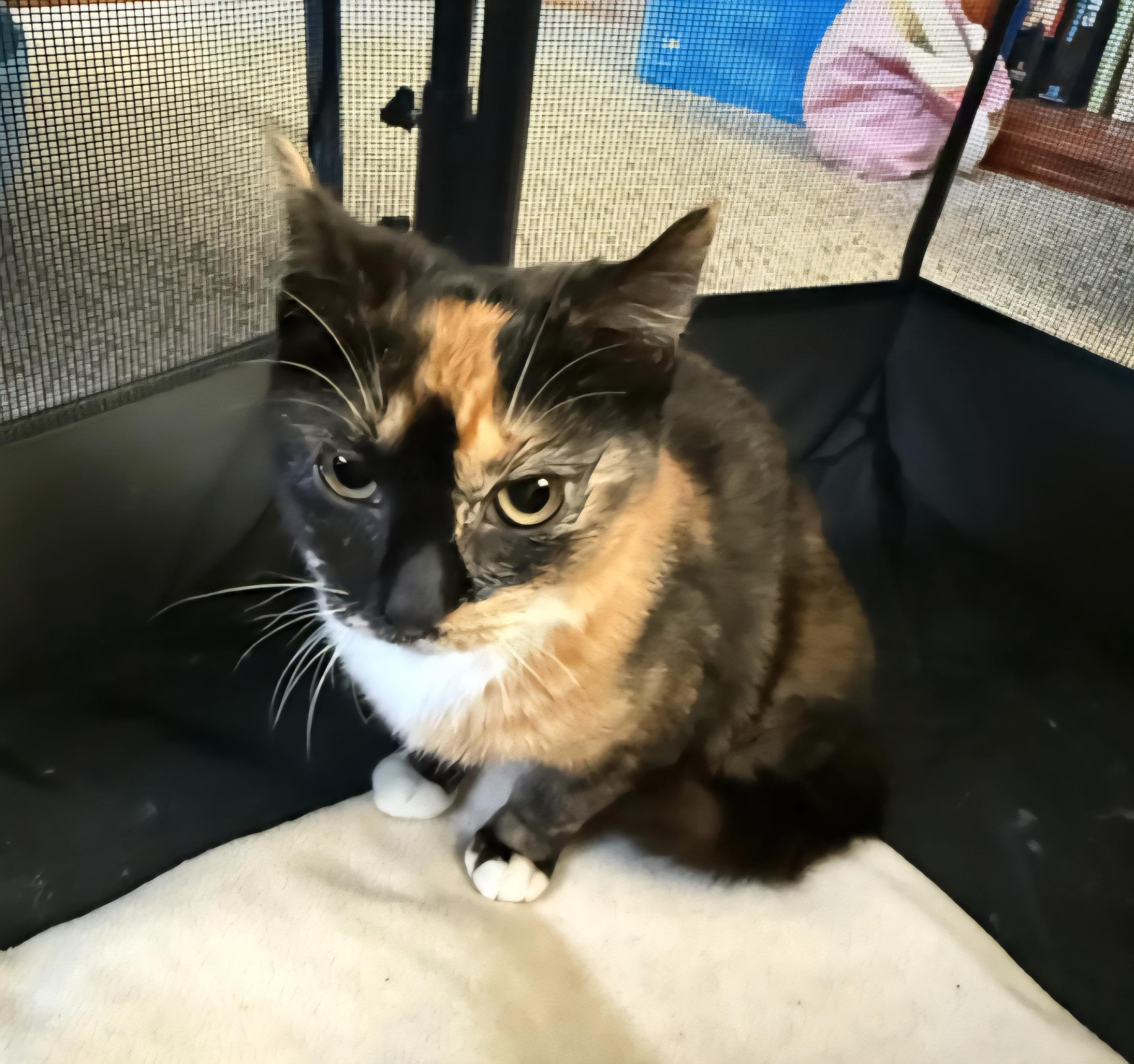 Mocha, adopted, Kitten Female Calico.