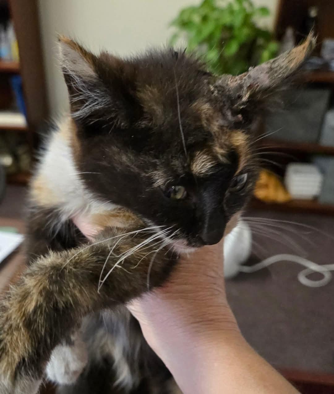 Enlarge Mocha, an adopted Calico in Milltown, NJ image 2/2