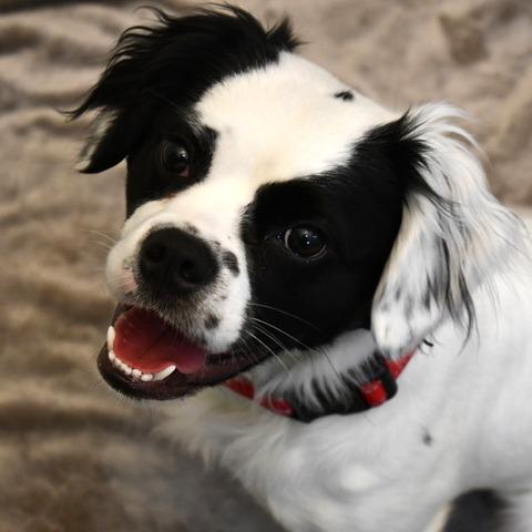 Enlarge Lady Maple, a Adoptable Spaniel in Johnson City, TN image 1/6