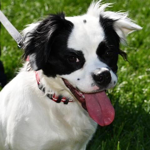 Enlarge Lady Maple, a Adoptable Spaniel in Johnson City, TN image 2/6