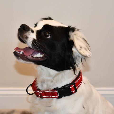 Enlarge Lady Maple, a Adoptable Spaniel in Johnson City, TN image 3/6