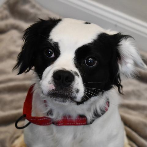 Enlarge Lady Maple, a Adoptable Spaniel in Johnson City, TN image 5/6