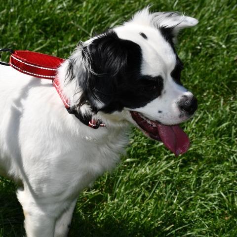 Enlarge Lady Maple, a Adoptable Spaniel in Johnson City, TN image 6/6