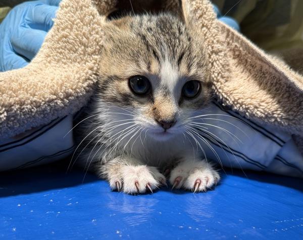 Penny — thumbnail 3