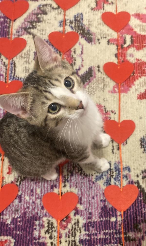 Penny — thumbnail 4