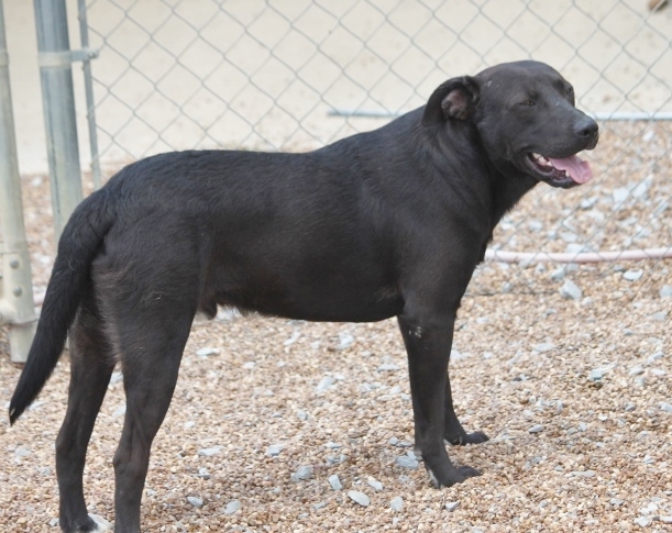 Black Dog, a Adoptable mixed breed in Wynne, AR image 2/6