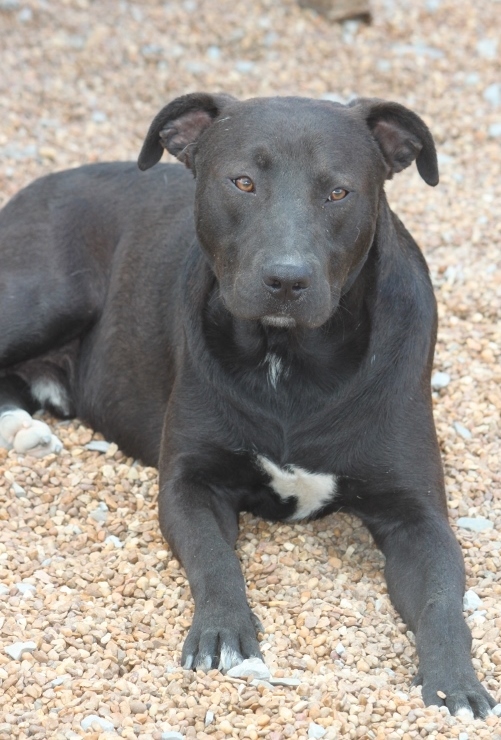 Black Dog, a Adoptable mixed breed in Wynne, AR image 3/6