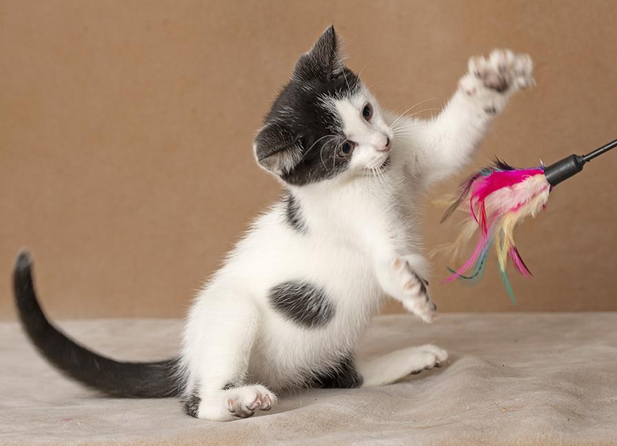 Enlarge Carl, a Adoptable Domestic Short Hair in Chicago, IL image 5/6