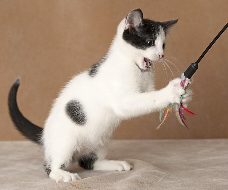 Enlarge Carl, a Adoptable Domestic Short Hair in Chicago, IL image 6/6