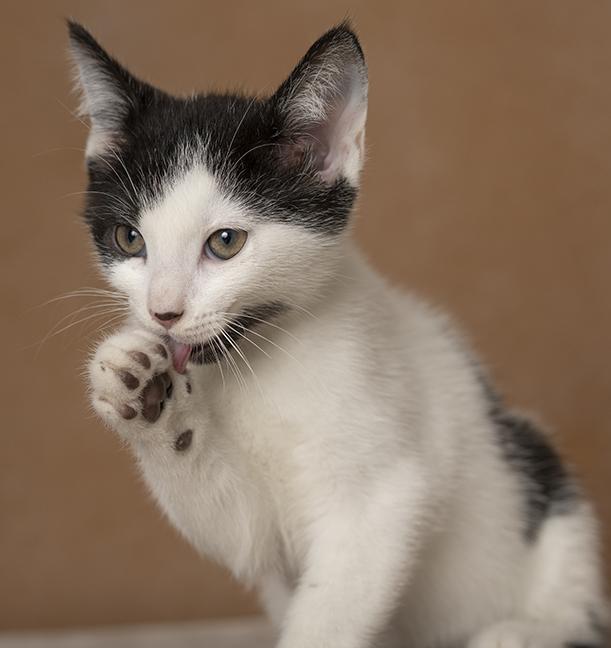 Enlarge Carl, a Adoptable Domestic Short Hair in Chicago, IL image 3/6