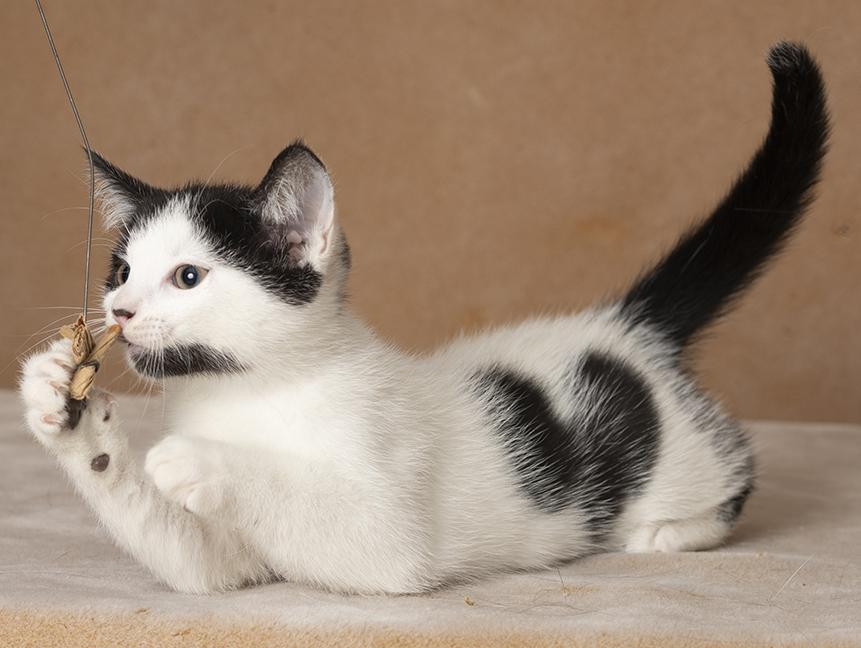 Enlarge Carl, a Adoptable Domestic Short Hair in Chicago, IL image 2/6