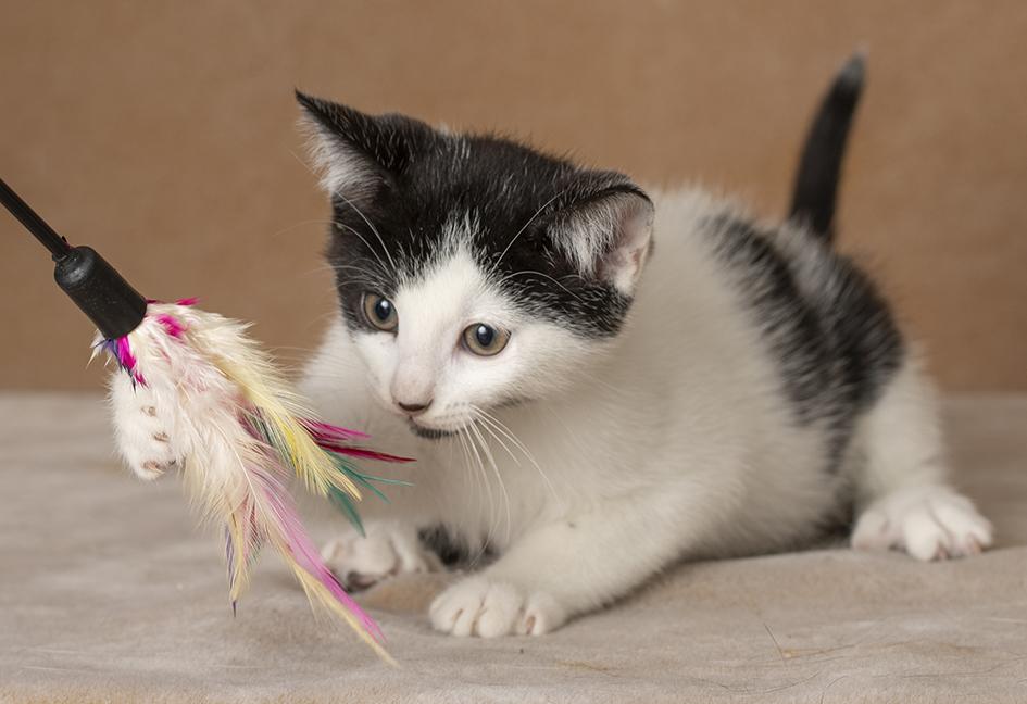 Enlarge Carl, a Adoptable Domestic Short Hair in Chicago, IL image 4/6