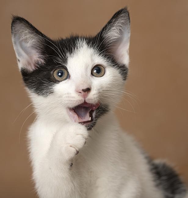 Enlarge Carl, a Adoptable Domestic Short Hair in Chicago, IL image 1/6
