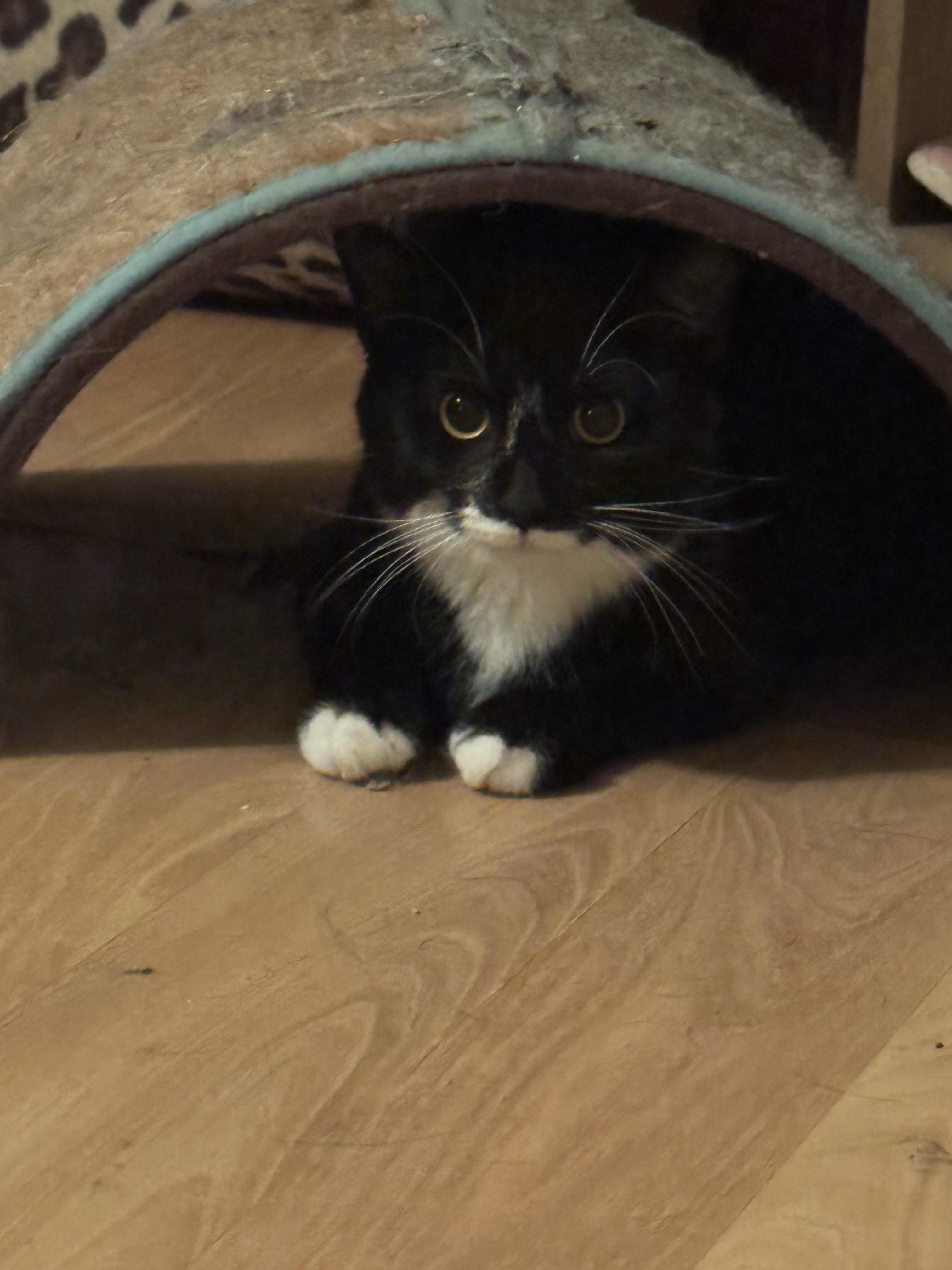 Magpie, a Adoptable Tuxedo in Palatine, IL image 1/3