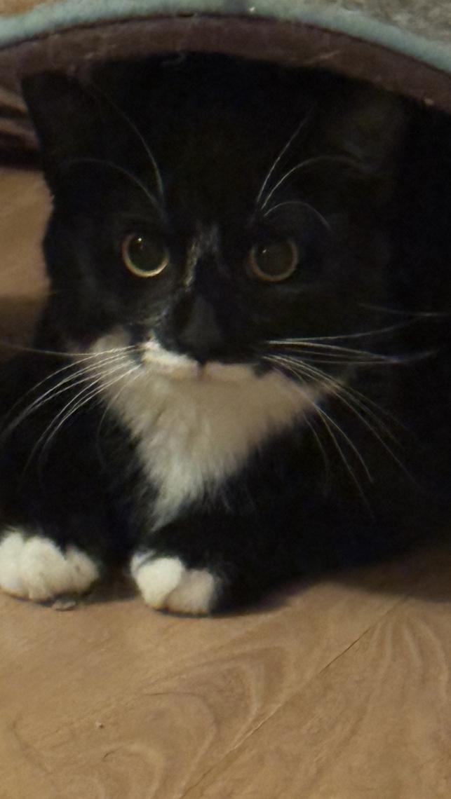 Magpie, a Adoptable Tuxedo in Palatine, IL image 2/3