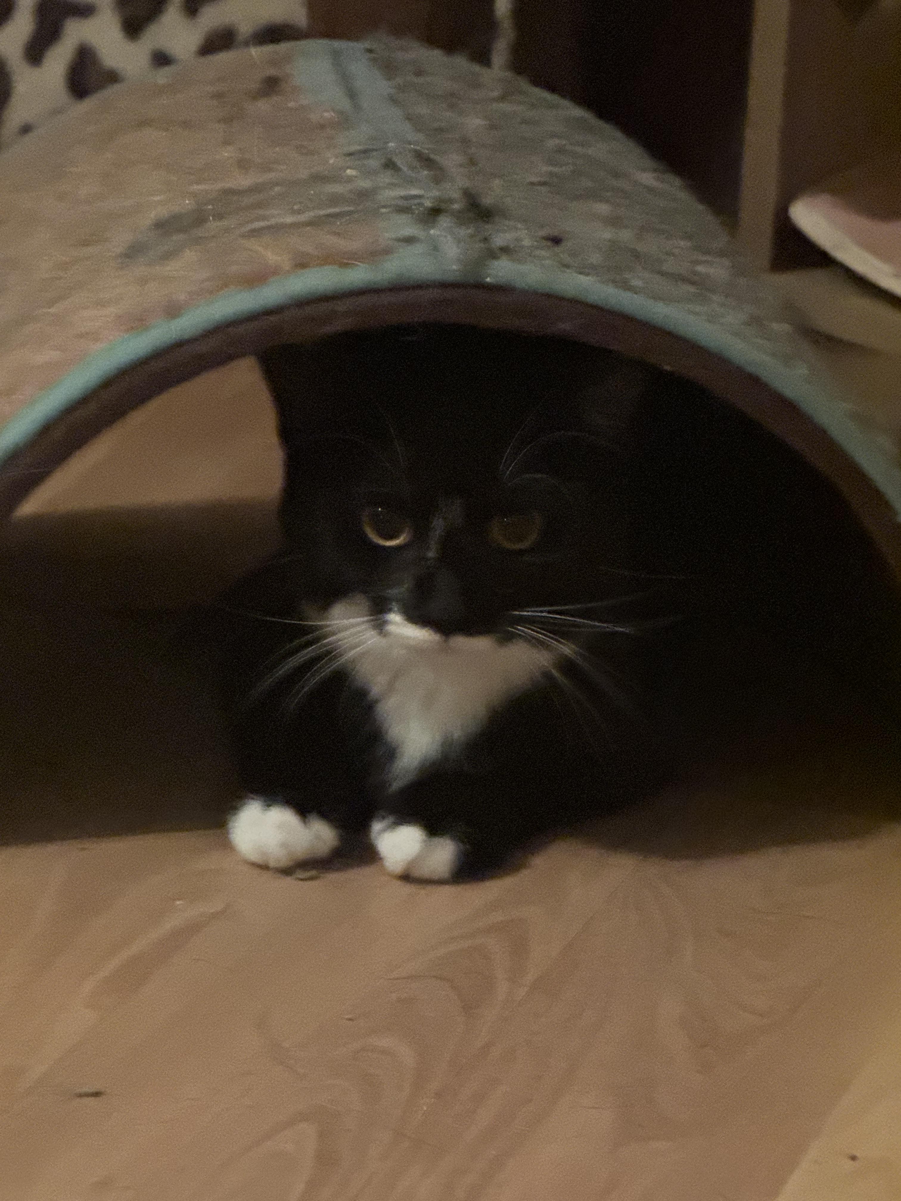 Magpie, a Adoptable Tuxedo in Palatine, IL image 3/3