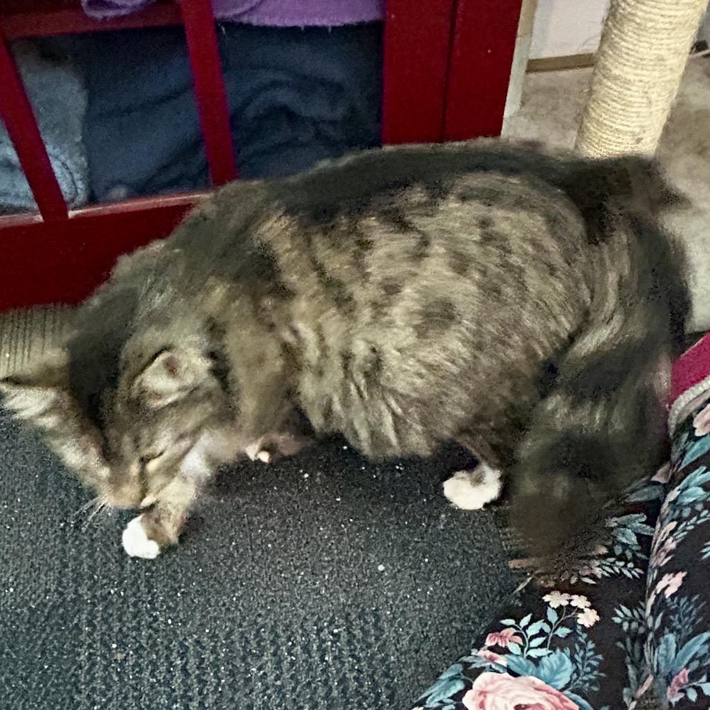 Shera, Adoptable, Young Female Domestic Long Hair.