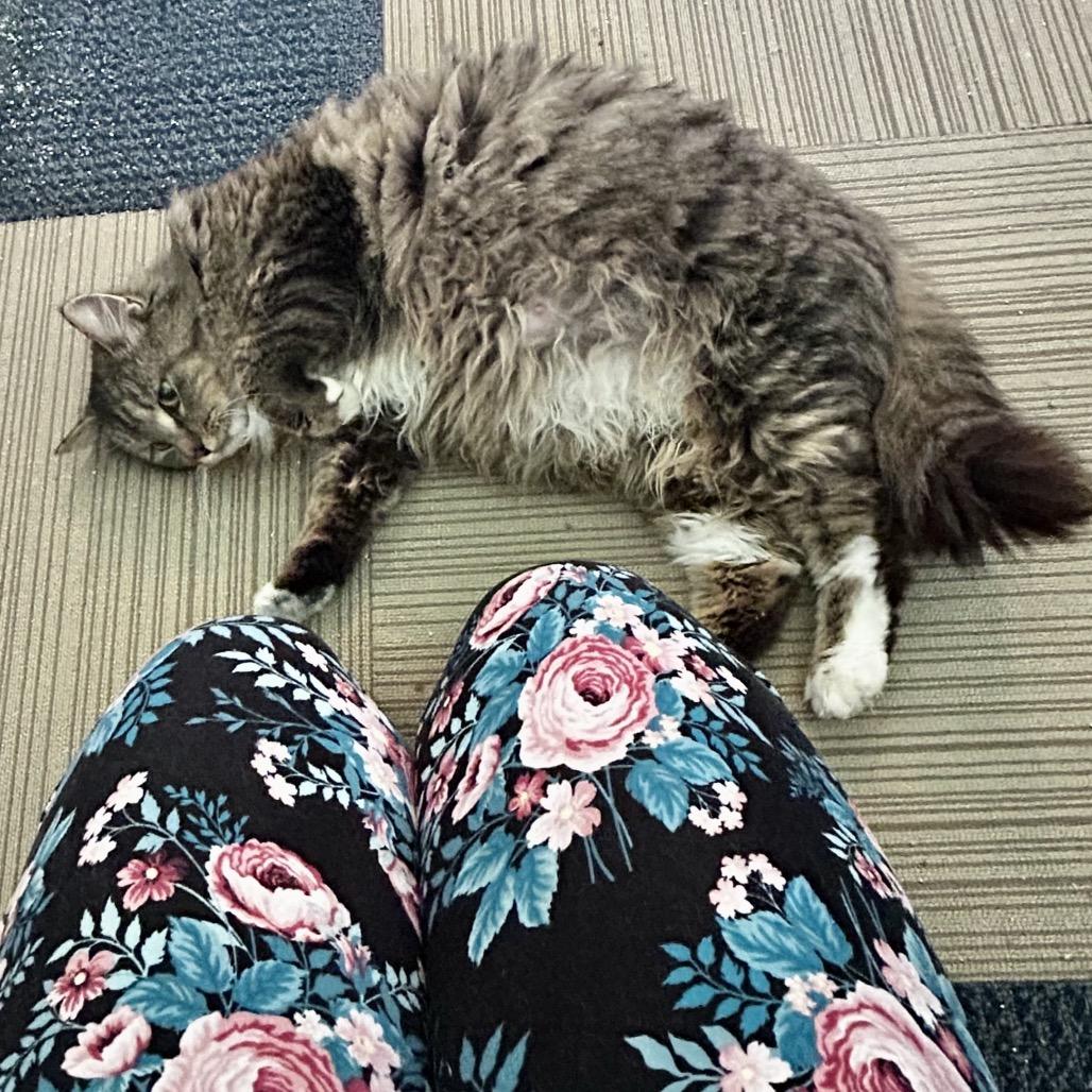 Enlarge Shera, a Adoptable Domestic Long Hair in Othello, WA image 2/4