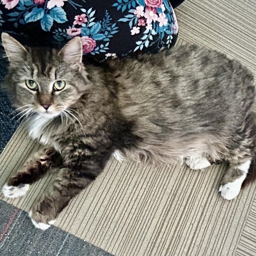 Enlarge Shera, a Adoptable Domestic Long Hair in Othello, WA image 3/4