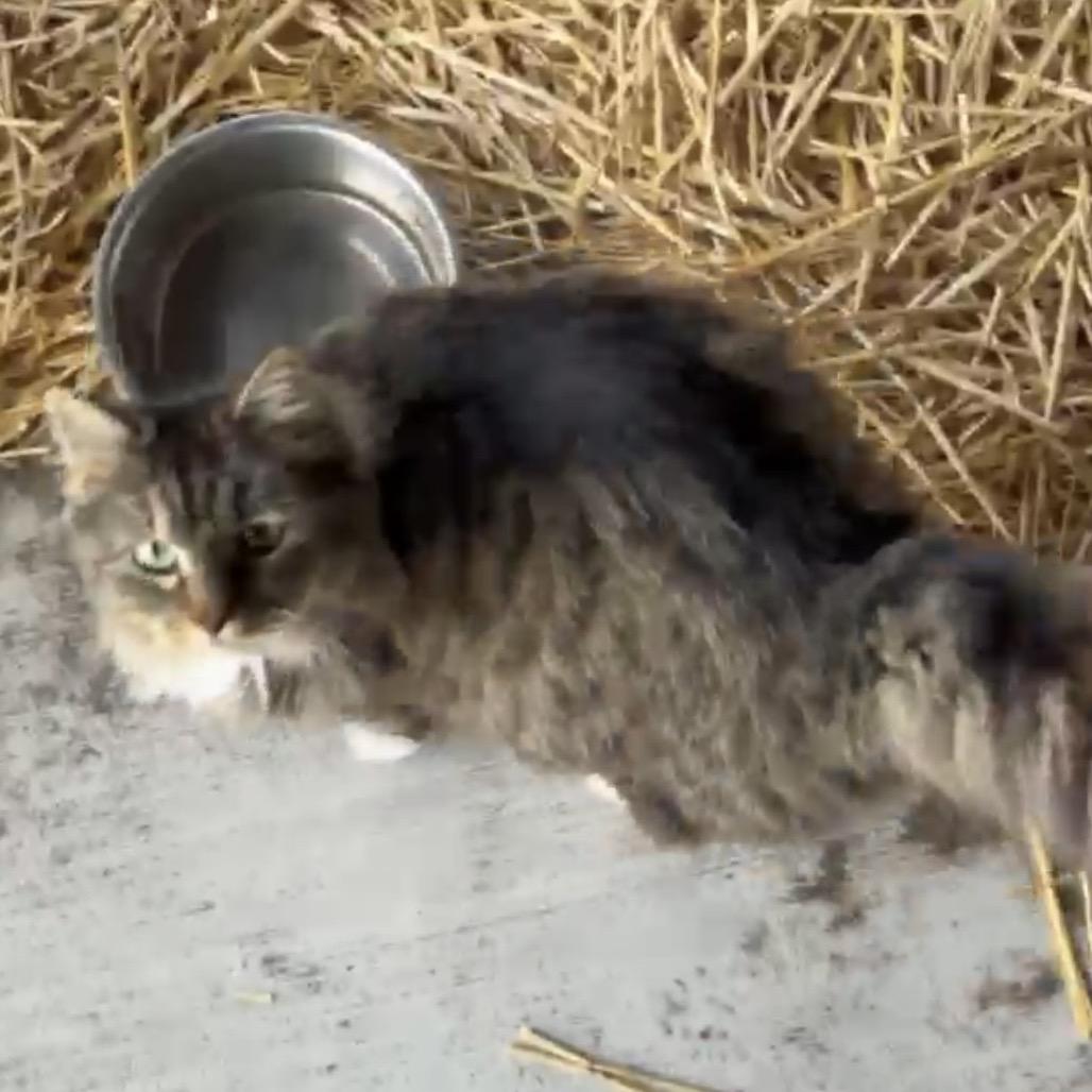 Enlarge Shera, a Adoptable Domestic Long Hair in Othello, WA image 4/4