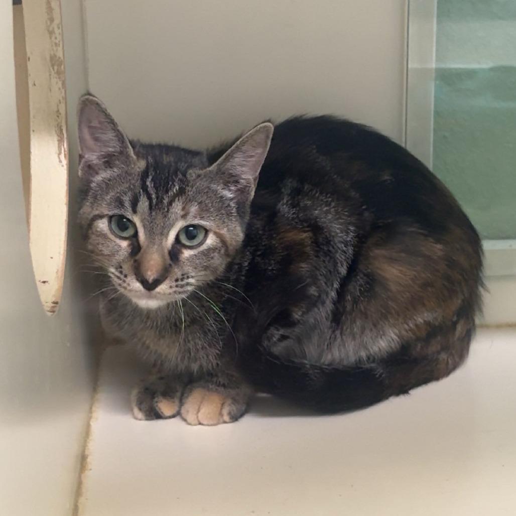 Enlarge Utsurimono, a Adoptable Domestic Short Hair in Pullman, WA image 1/1