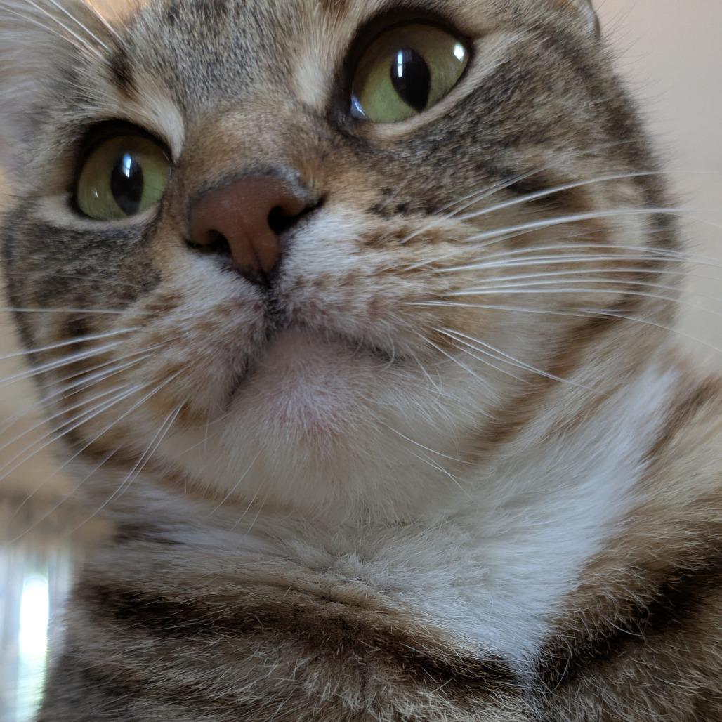 Enlarge Kayla, a Adoptable Domestic Short Hair in Overland Park, KS image 2/6