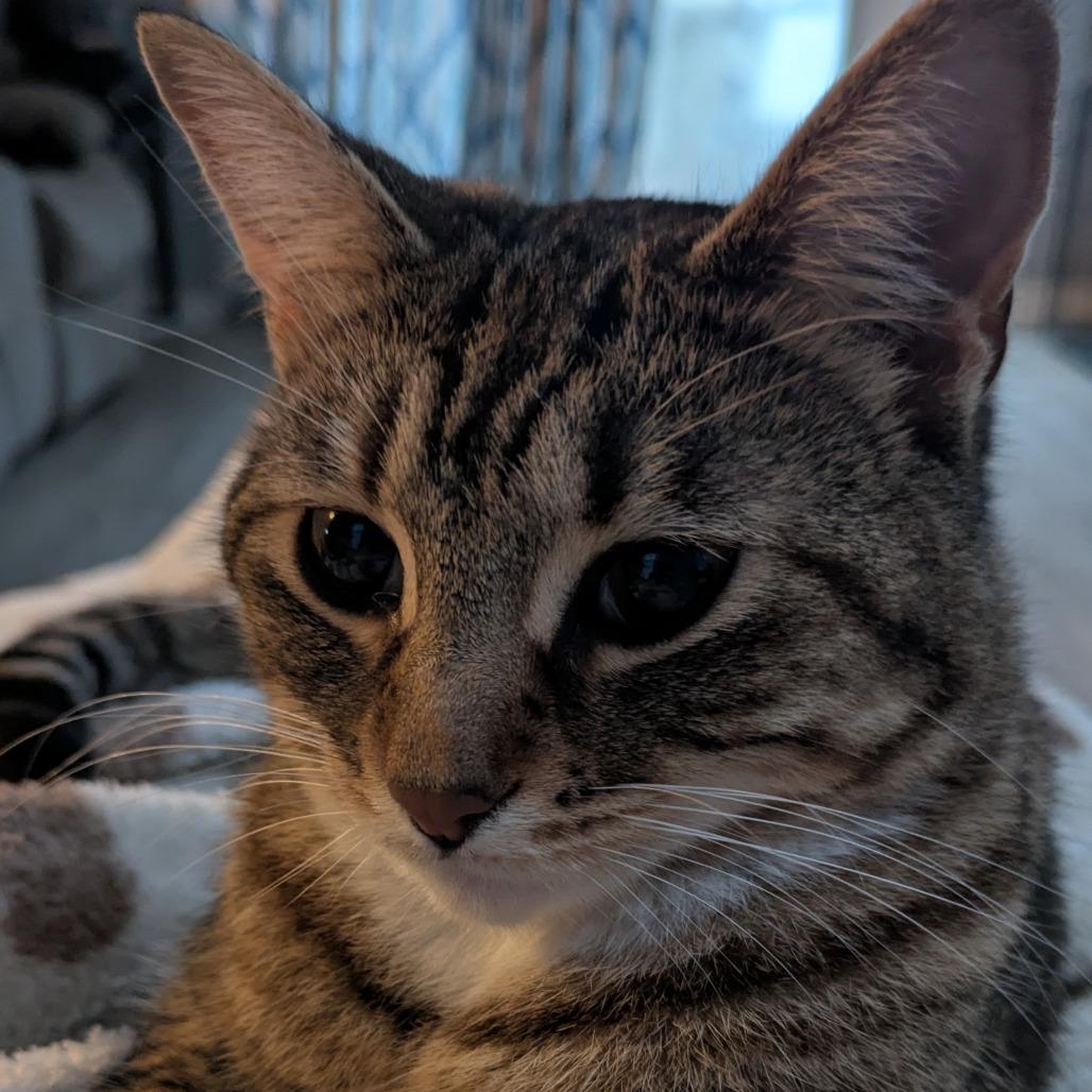 Enlarge Kayla, a Adoptable Domestic Short Hair in Overland Park, KS image 2/5