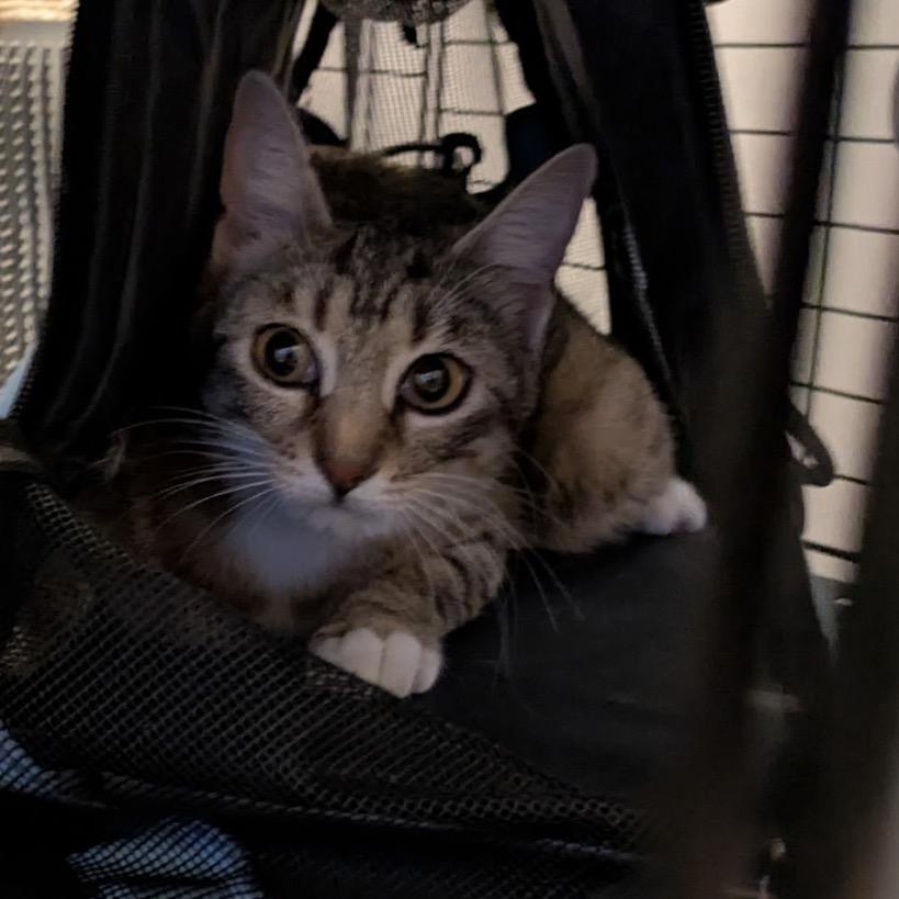 Kayla, a Adoptable Domestic Short Hair in Overland Park, KS image 2/4