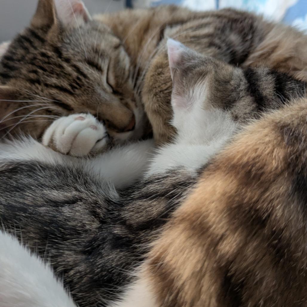 Enlarge Kayla, a Adoptable Domestic Short Hair in Overland Park, KS image 3/5