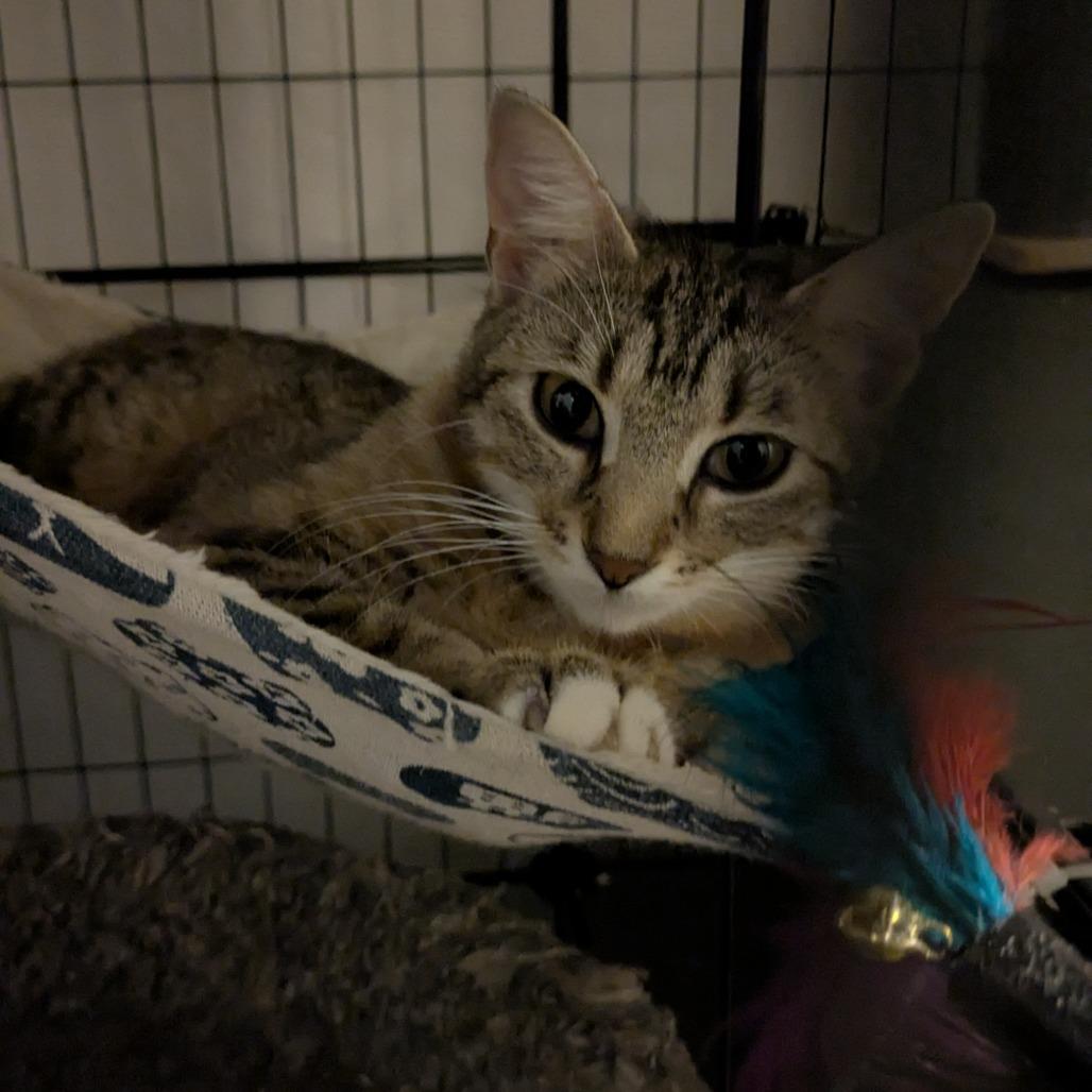 Kayla, a Adoptable Domestic Short Hair in Overland Park, KS image 3/4