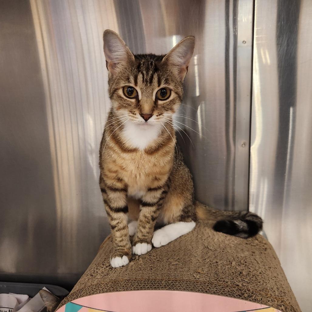 Enlarge Kayla, a Adoptable Domestic Short Hair in Overland Park, KS image 5/5