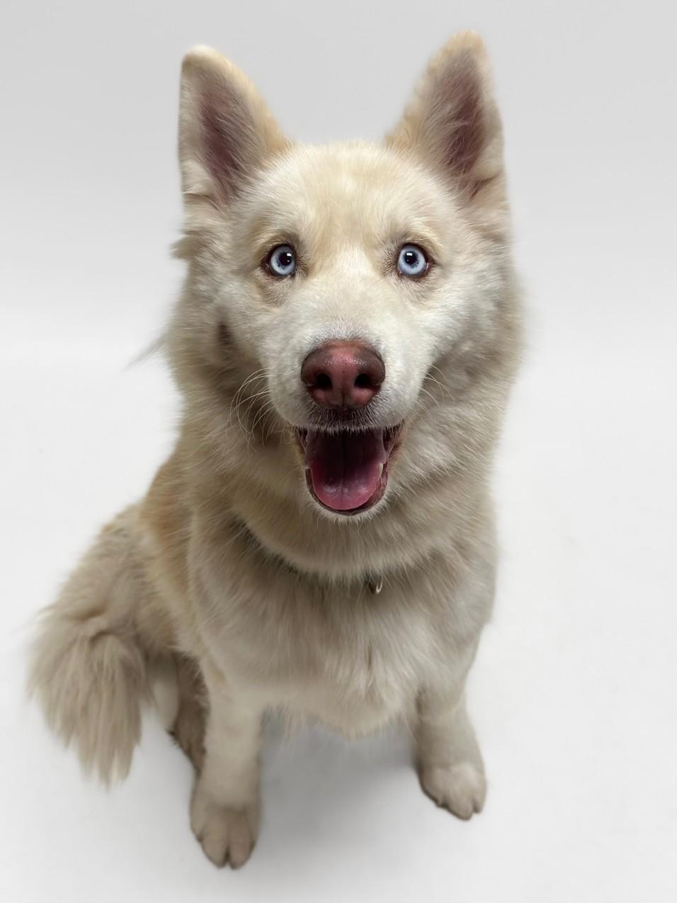 Enlarge LUNA, a Adoptable Siberian Husky in Hayward, CA image 1/1