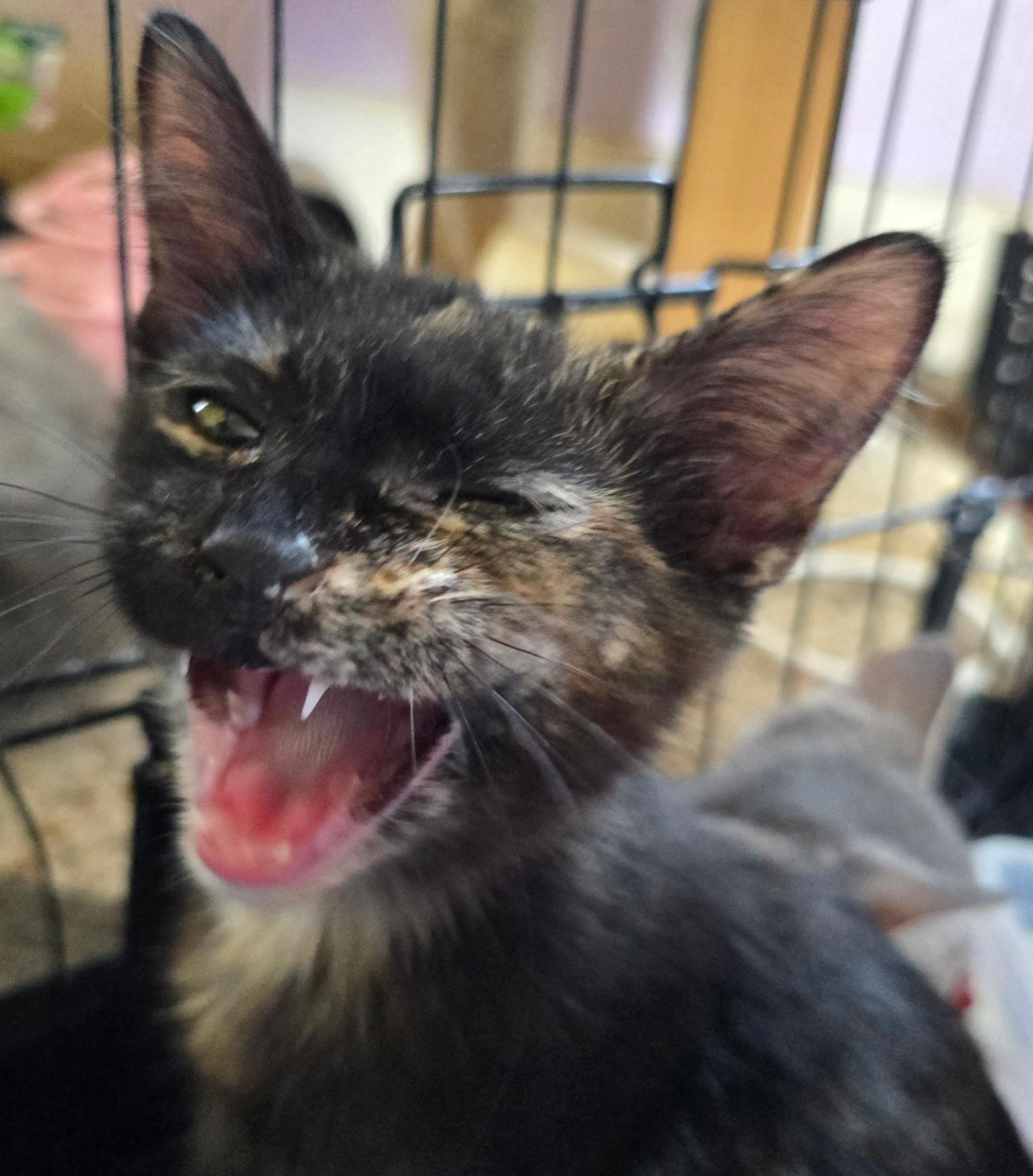 Tympani, an adopted Domestic Short Hair in Sauk City, WI image 2/2
