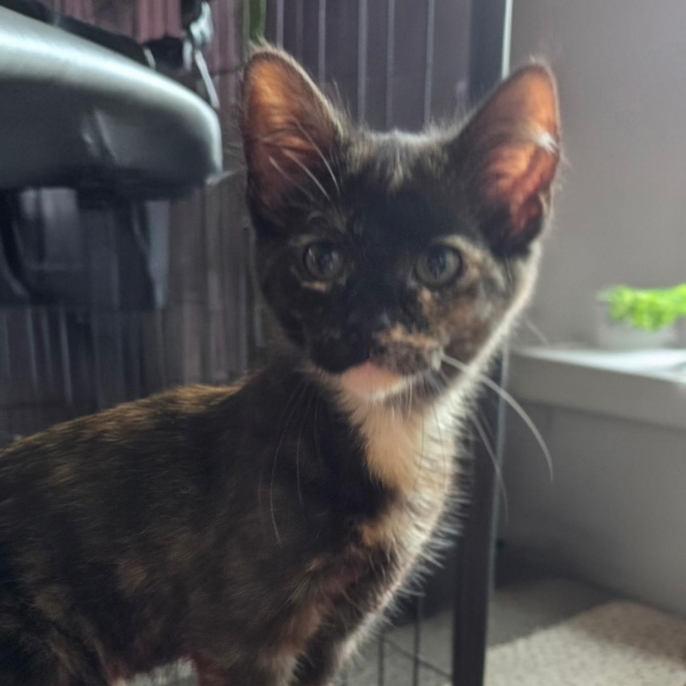 Tympani, adopted, Kitten Female Domestic Short Hair.