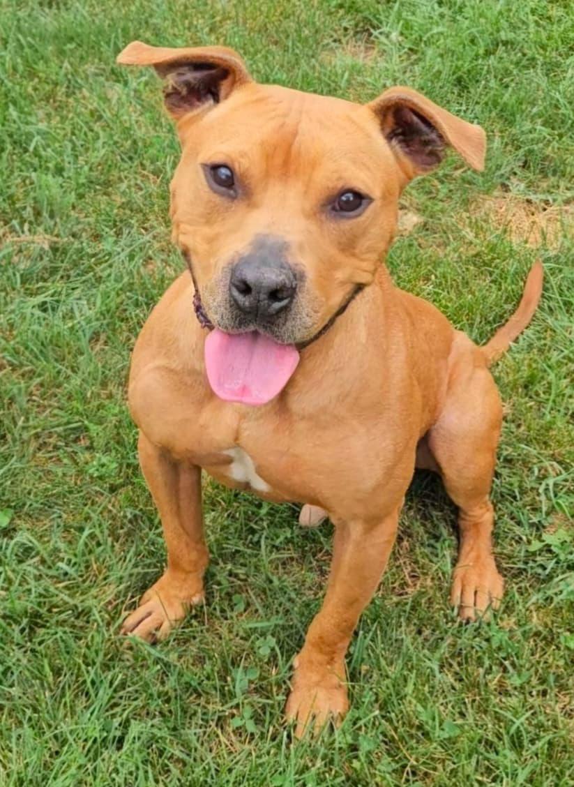 Enlarge Louie, a Adoptable mixed breed in Benton Harbor, MI image 1/6