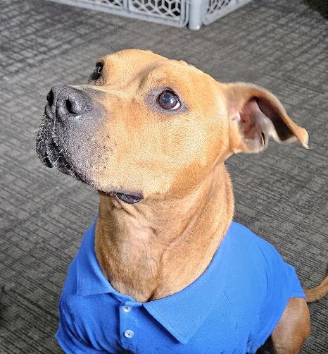 Enlarge Louie, a Adoptable mixed breed in Benton Harbor, MI image 3/6