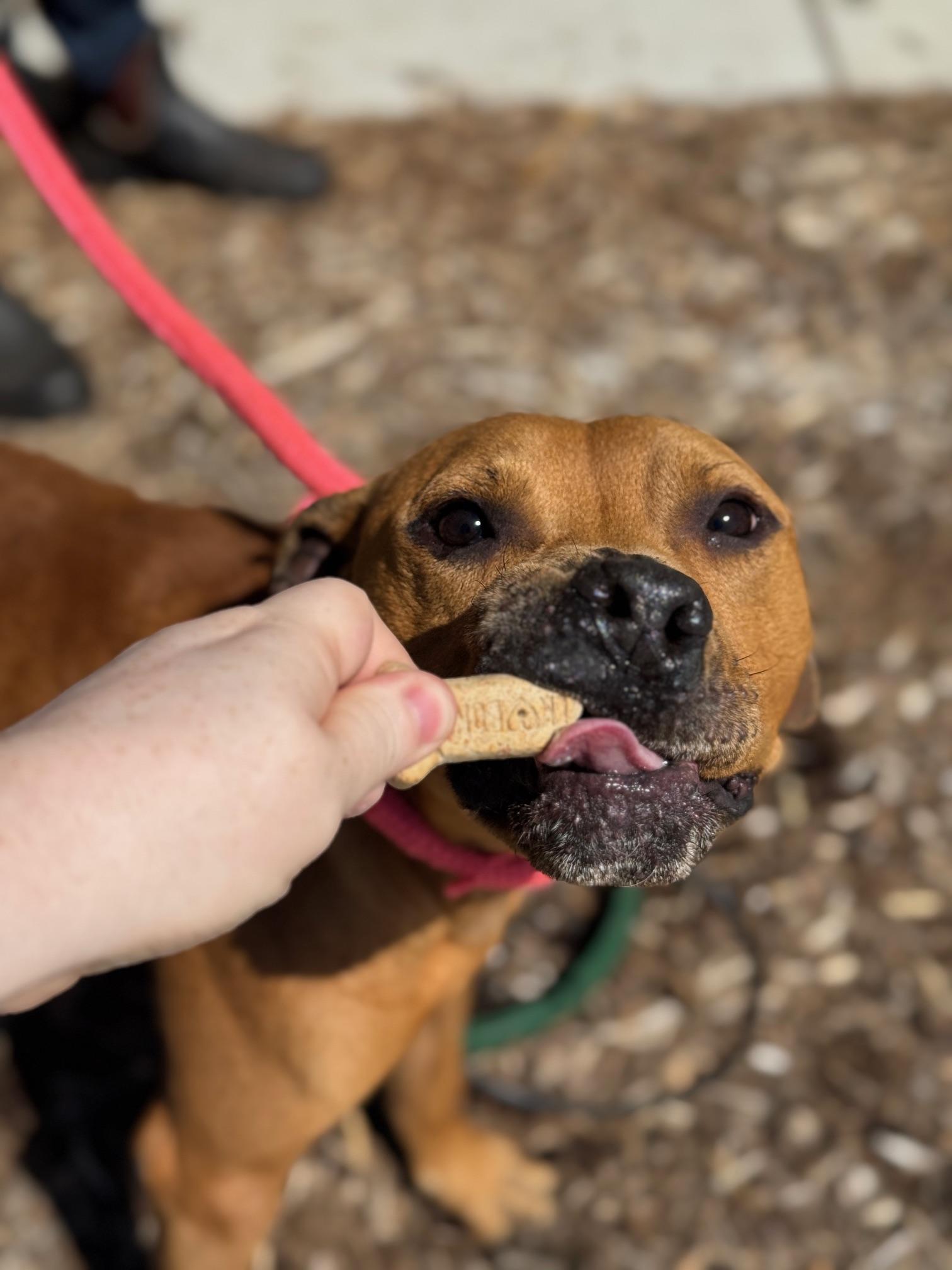 Enlarge Louie, a ADOPTABLE mixed breed in Benton Harbor, MI image 6/6