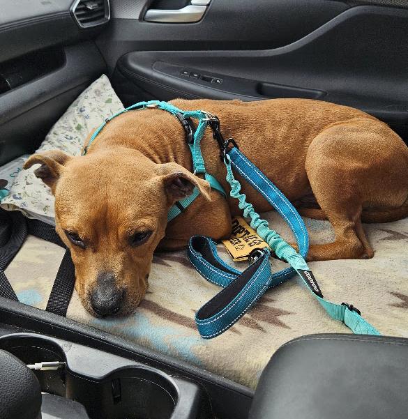 Enlarge Louie, a Adoptable mixed breed in Benton Harbor, MI image 2/6