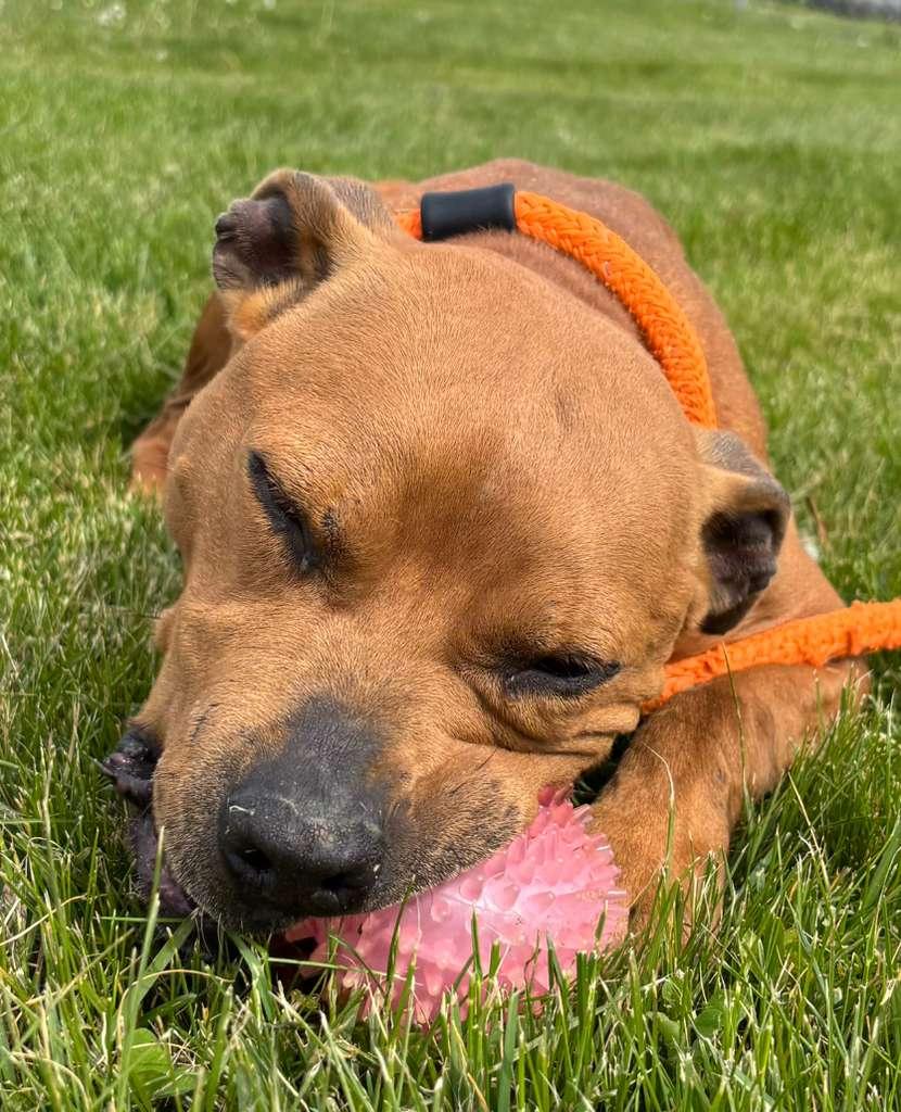 Enlarge Louie, a ADOPTABLE mixed breed in Benton Harbor, MI image 3/6