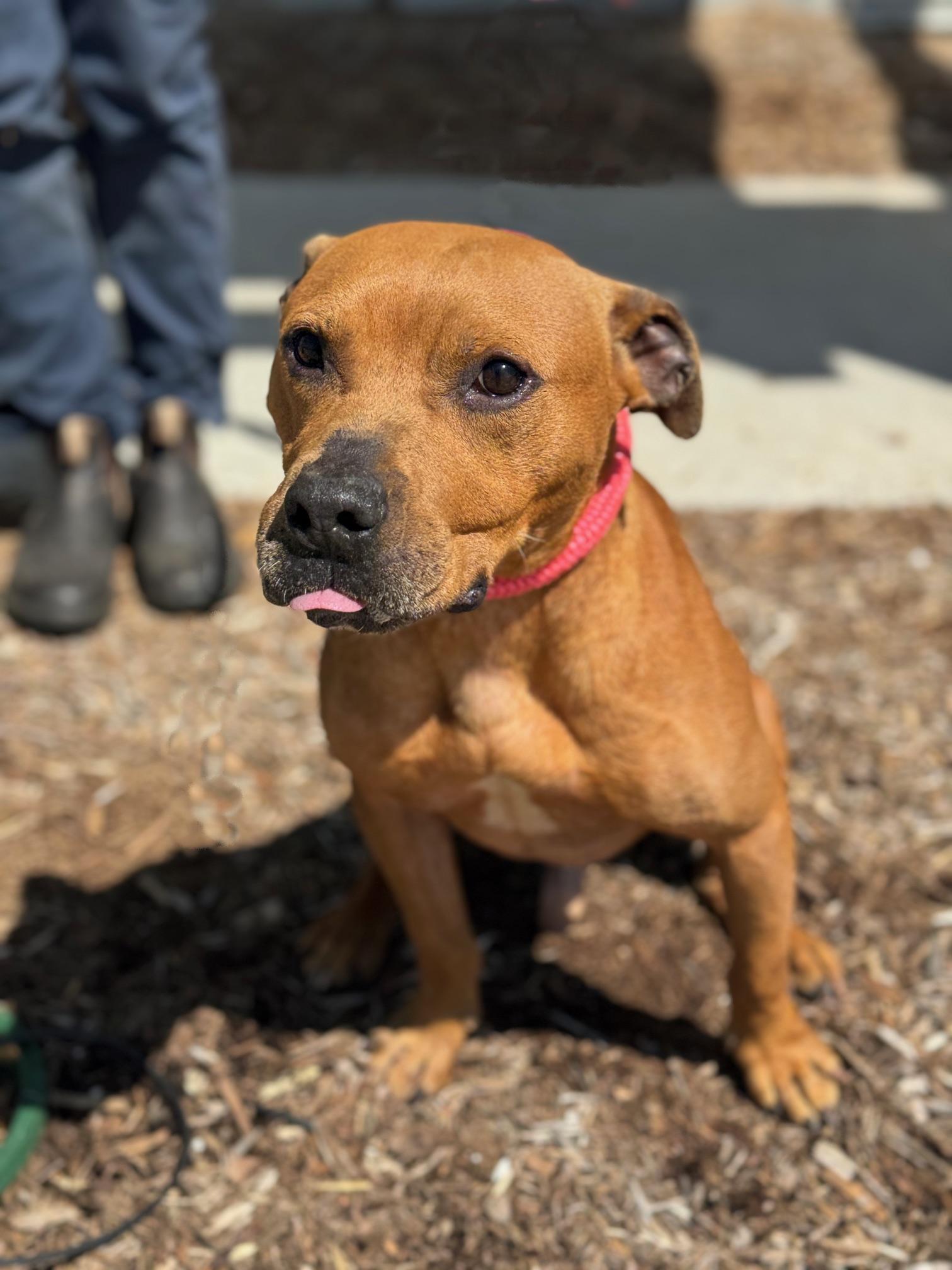 Enlarge Louie, a ADOPTABLE mixed breed in Benton Harbor, MI image 2/6