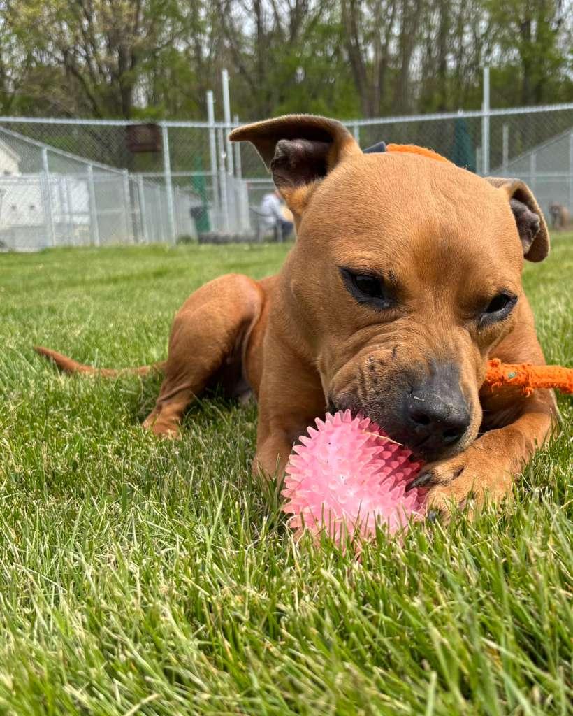 Enlarge Louie, a ADOPTABLE mixed breed in Benton Harbor, MI image 1/6