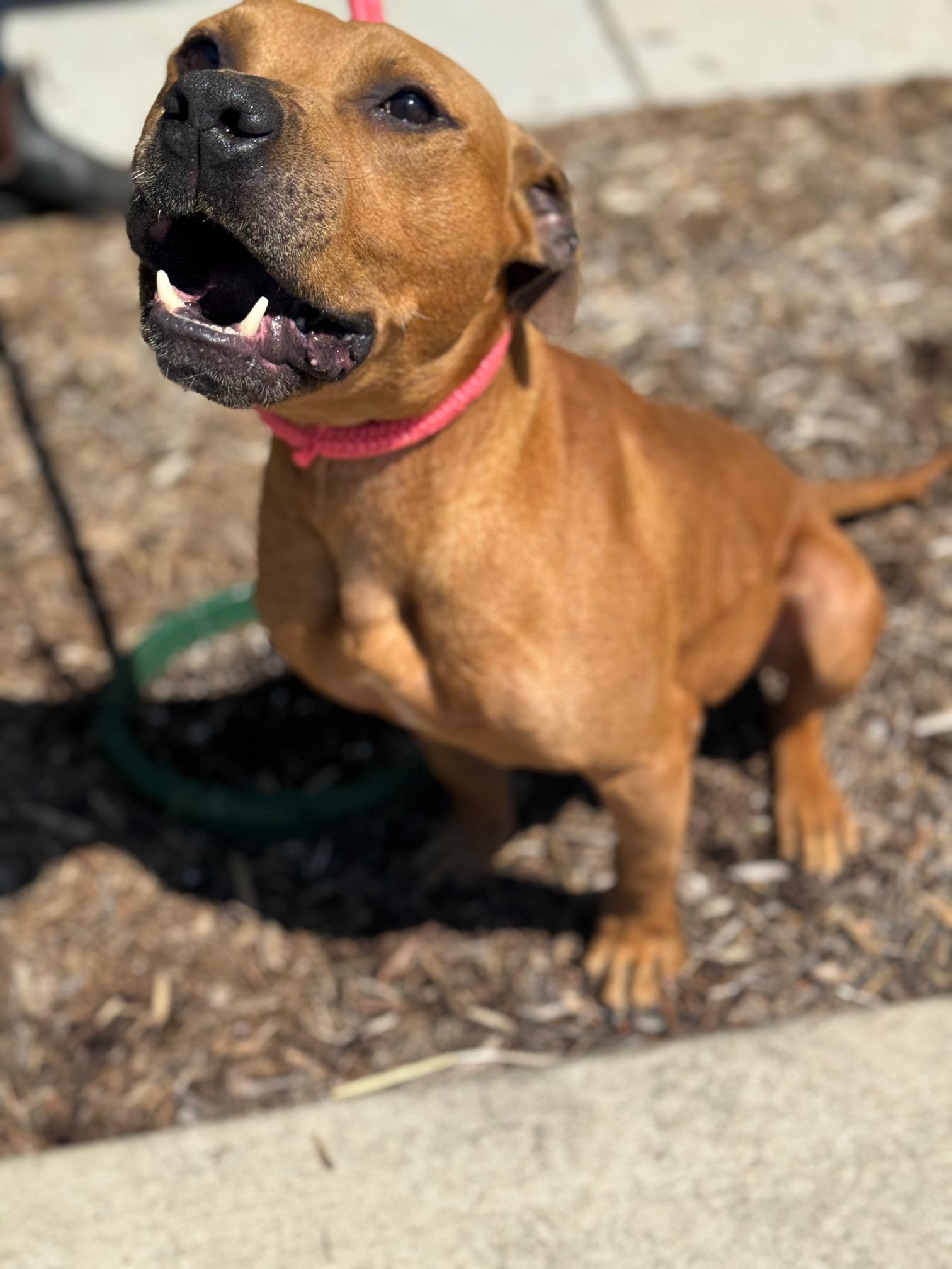 Enlarge Louie, a ADOPTABLE mixed breed in Benton Harbor, MI image 5/6