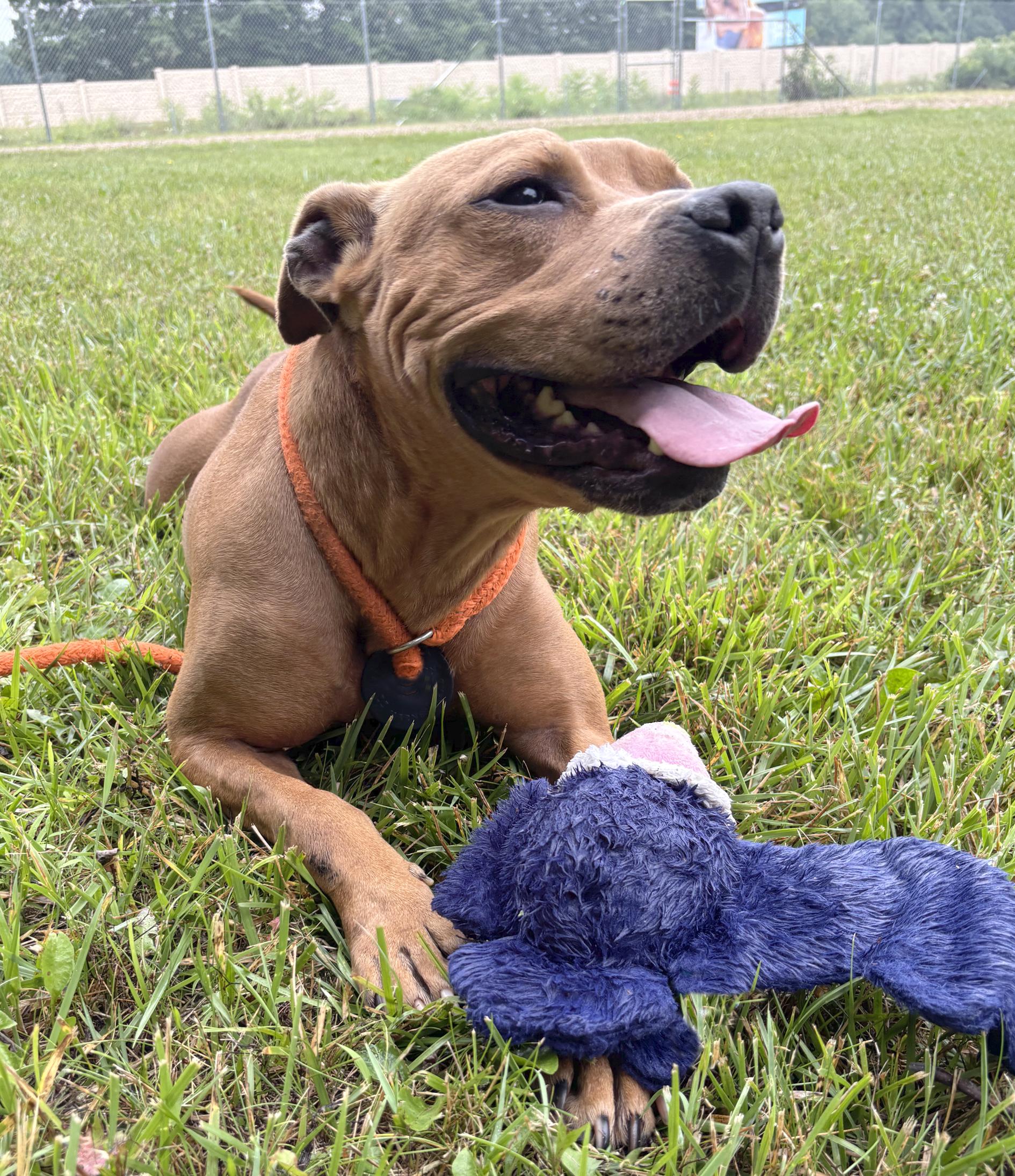Louie, ADOPTABLE, Adult Male Pit Bull Terrier & Mixed Breed.