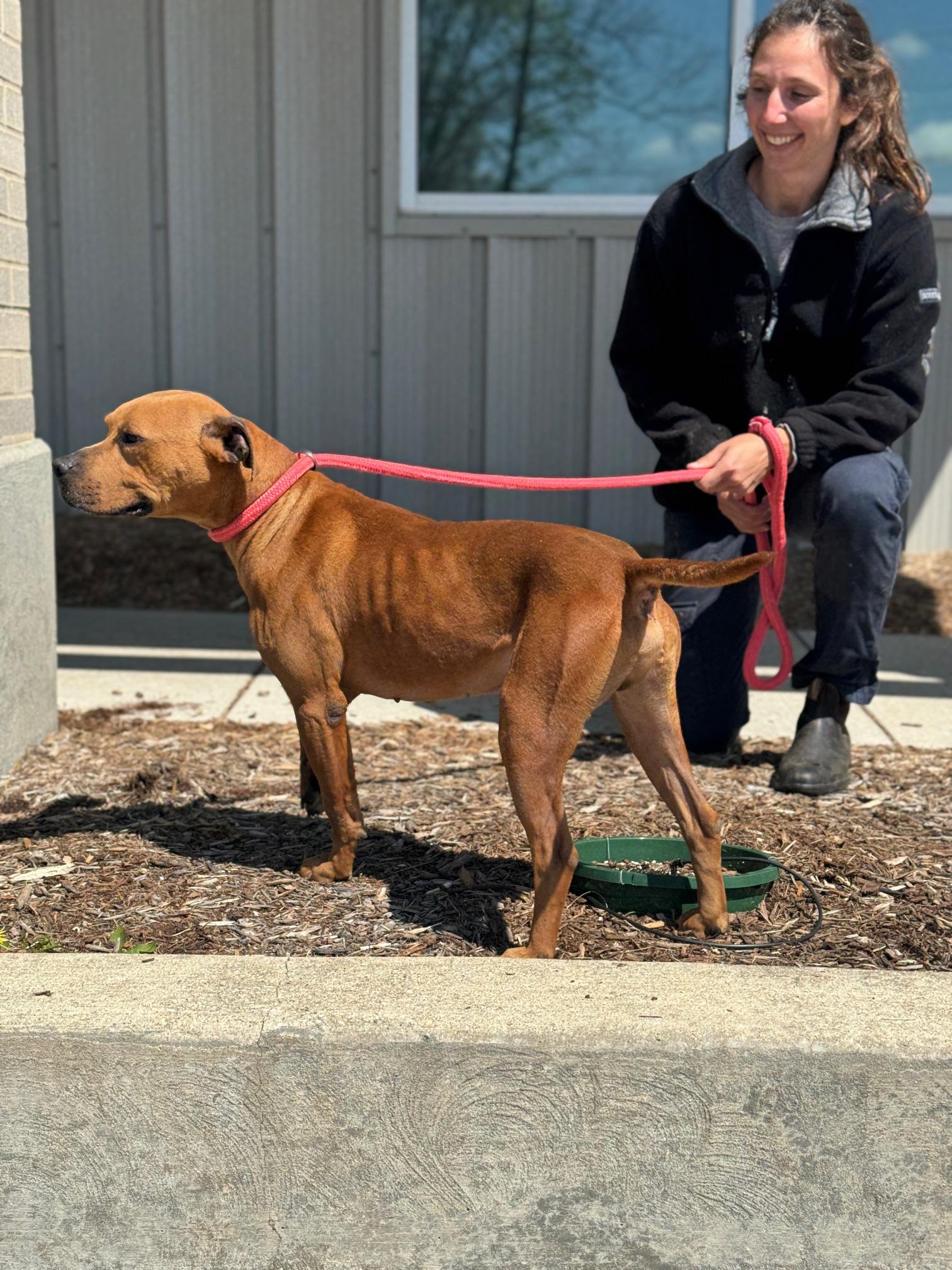 Enlarge Louie, a ADOPTABLE mixed breed in Benton Harbor, MI image 4/6