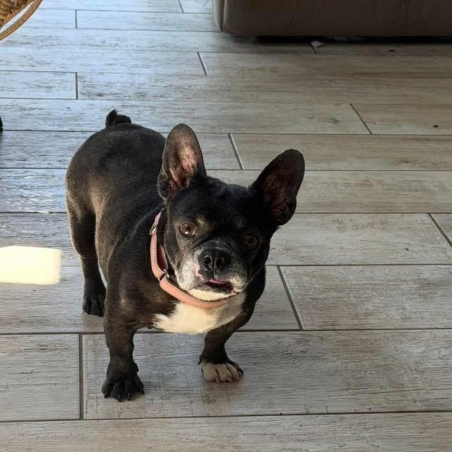 Sweet pea, ADOPTABLE, Adult Female French Bulldog.