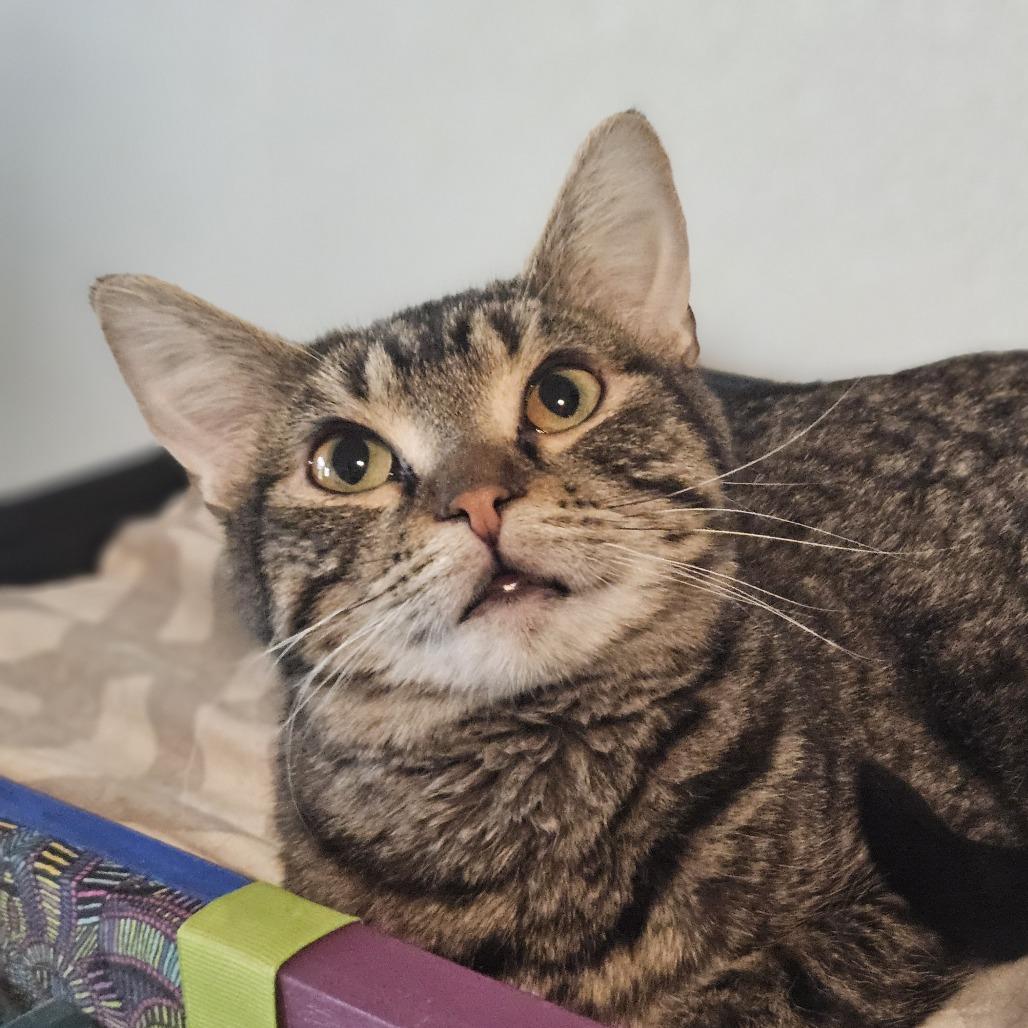 Candi, Adoptable, Adult Female Domestic Short Hair.