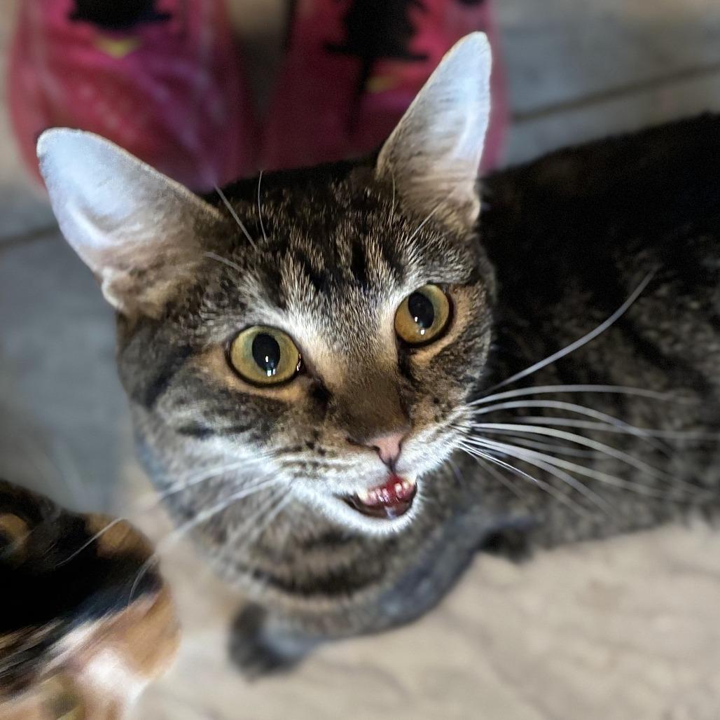 Enlarge Candi, a Adoptable Domestic Short Hair in Brighton, MO image 4/5