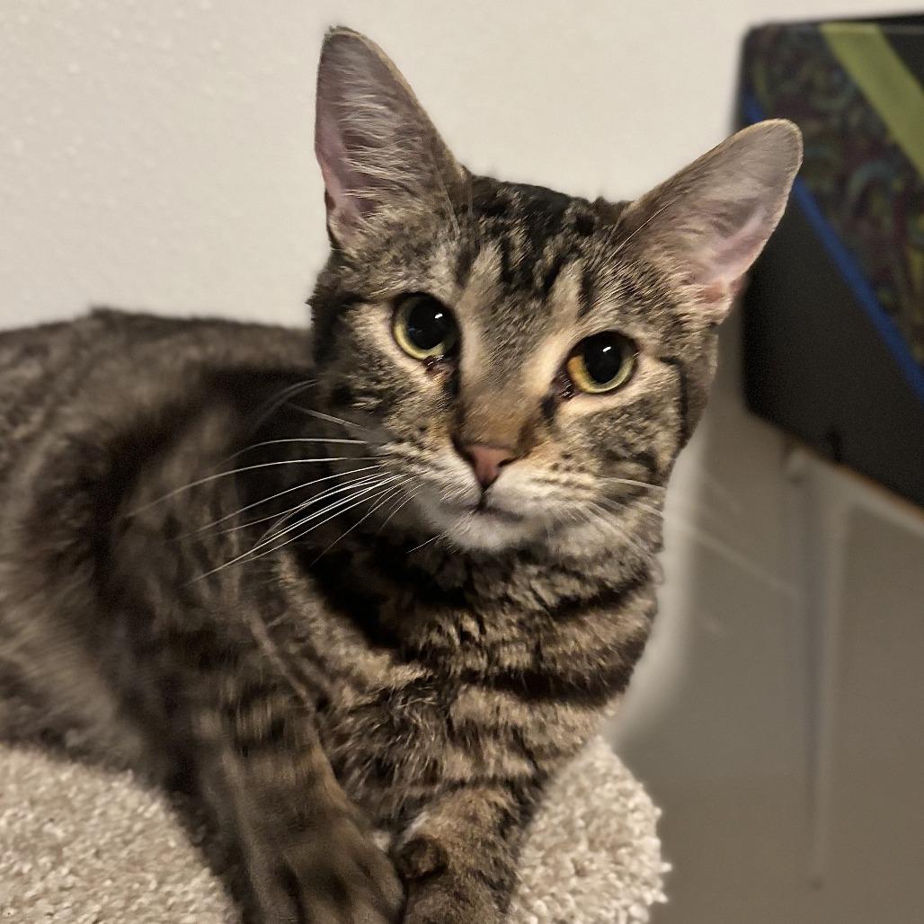 Candi, a Adoptable Domestic Short Hair in Brighton, MO image 2/5